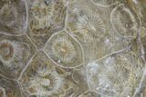 Polished Fossil Coral (Actinocyathus) - Morocco #85004-1